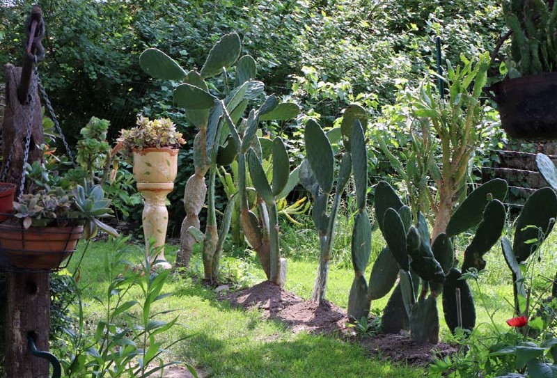 Jardin du clos de la vieille court – La Carneille