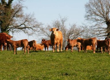 Ferme du Lambron