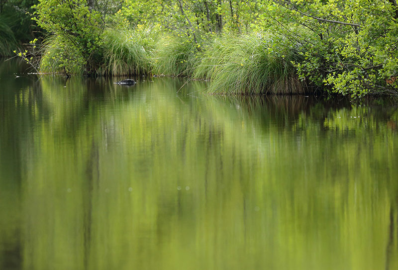 Etang de la lande forêt – Le Grais